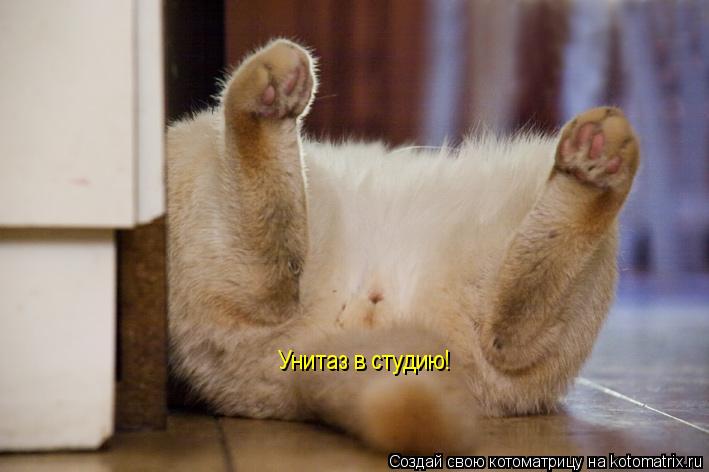 Унитаз в студию!... Котоматрица: Унитаз в студию!