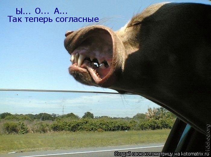 Ы... О... А... Так теперь согласные... Котоматрица: Ы... О... А... Так теперь согласные