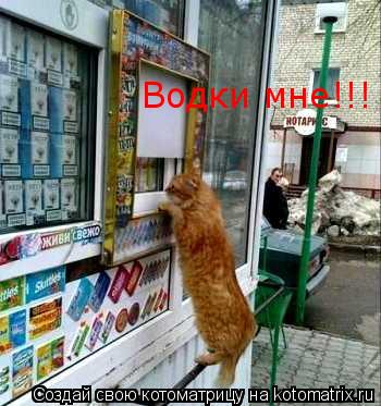 Водки мне!!!... Котоматрица: Водки мне!!!
