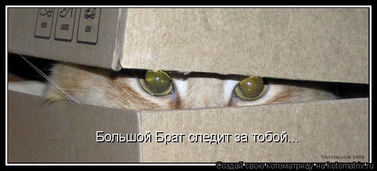 Большой Брат следит за тобой...... Котоматрица: Большой Брат следит за тобой...
