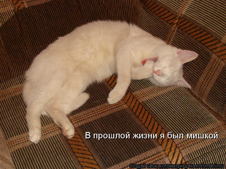 В прошлой жизни я был мишкой... Котоматрица: В прошлой жизни я был мишкой