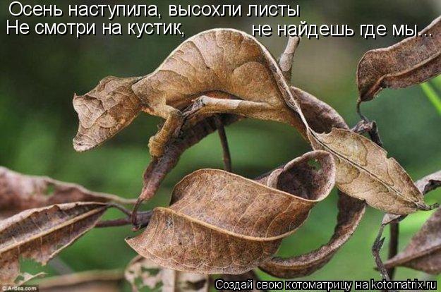 Осень наступила, высохли листы Не смотри на кустик, не найдешь где мы...... Котоматрица: Осень наступила, высохли листы Не смотри на кустик, не найдешь где мы...