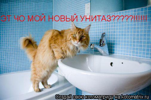 ЭТ ЧО МОЙ НОВЫЙ УНИТАЗ?????!!!!!!... Котоматрица: ЭТ ЧО МОЙ НОВЫЙ УНИТАЗ?????!!!!!!