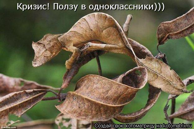 Кризис! Ползу в одноклассники)))... Котоматрица: Кризис! Ползу в одноклассники)))