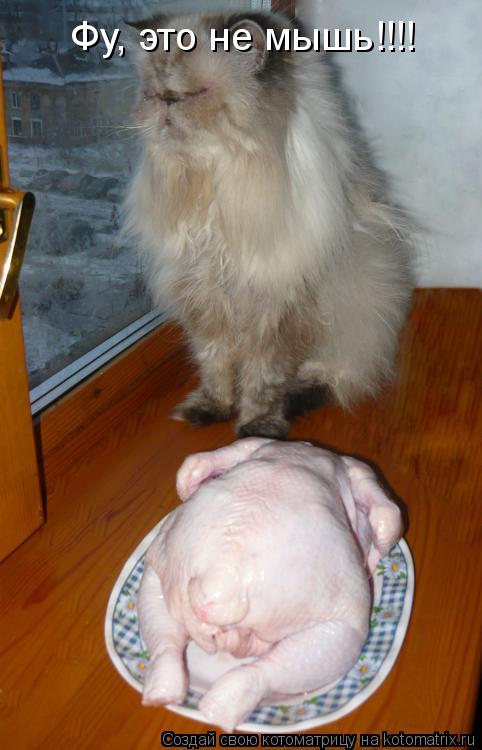 Фу, это не мышь!!!!... Котоматрица: Фу, это не мышь!!!!