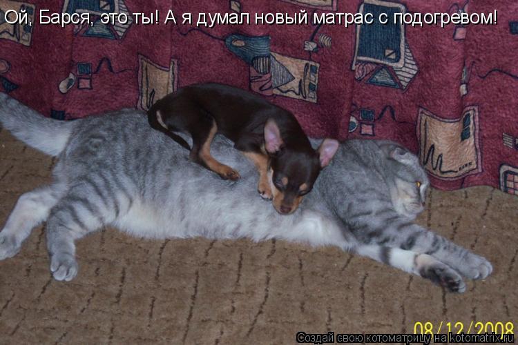 Ой, Барся, это ты! А я думал новый матрас с подогревом!... Котоматрица: Ой, Барся, это ты! А я думал новый матрас с подогревом!