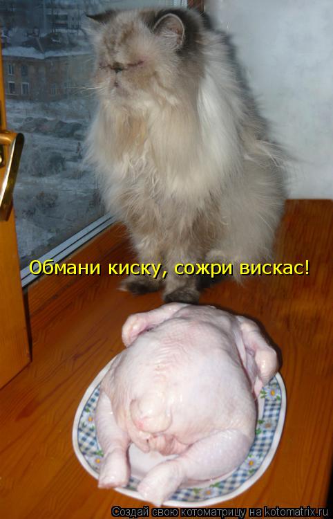 Обмани киску, сожри вискас!... Котоматрица: Обмани киску, сожри вискас!