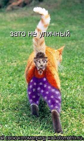 зато не уличный... Котоматрица: зато не уличный
