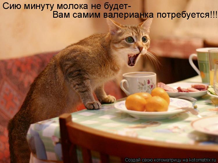 Сию минуту молока не будет- Вам самим валерианка потребуется!!!... Котоматрица: Сию минуту молока не будет- Вам самим валерианка потребуется!!!