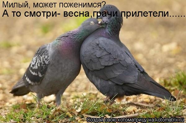 Милый, может поженимся?... А то смотри- весна,грачи прилетели.......... Котоматрица: Милый, может поженимся?... А то смотри- весна,грачи прилетели.......