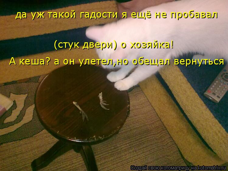 да уж такой гадости я ещё не пробавал (стук двери) о хозяйка! А кеша? а он улетел,но обещал вернутьс... Котоматрица: да уж такой гадости я ещё не пробавал (стук двери) о хозяйка! А кеша? а он улетел,но обещал вернуться