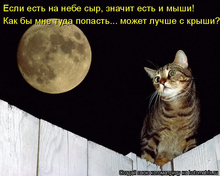 Как бы мне туда попасть... может лучше с крыши? Если есть на небе сыр, значит есть и мыши!... Котоматрица: Как бы мне туда попасть... может лучше с крыши? Если есть на небе сыр, значит есть и мыши!