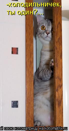 -холодильничек, ты один?...... Котоматрица: -холодильничек, ты один?...