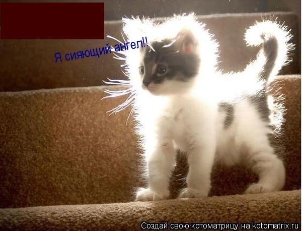 Я сияющий ангел!!... Котоматрица: Я сияющий ангел!!