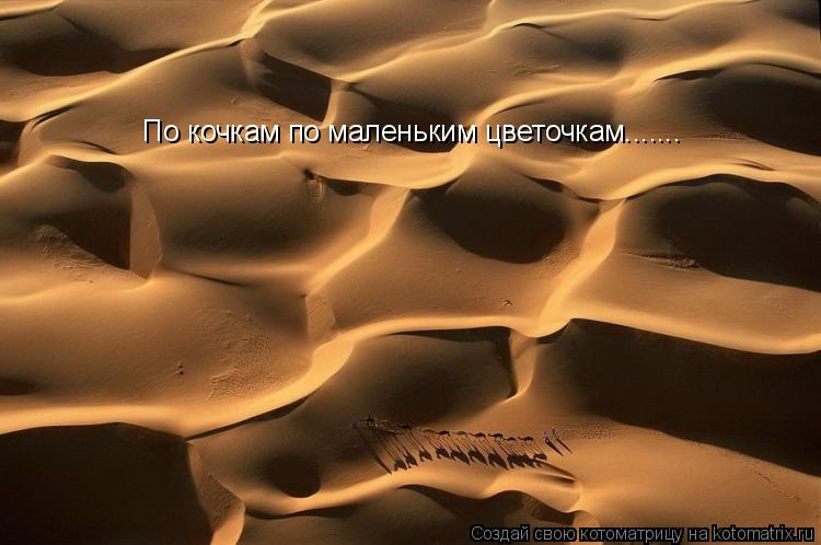По кочкам по маленьким цветочкам.......... Котоматрица: По кочкам по маленьким цветочкам.......