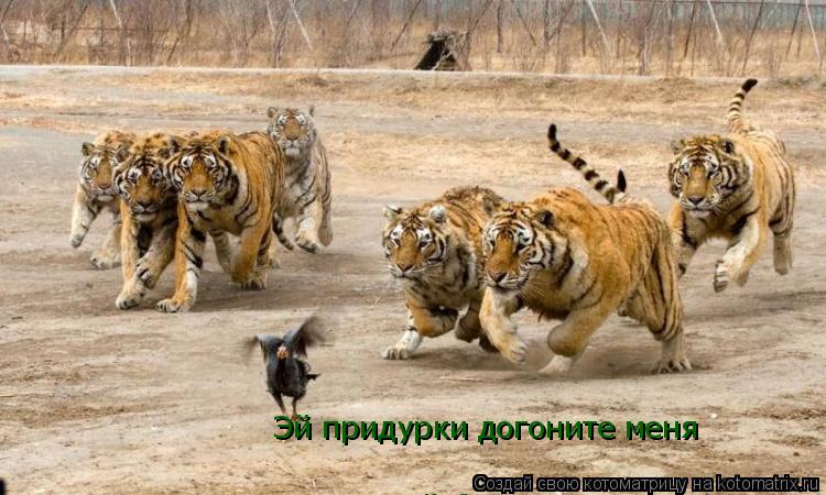 Эй придурки догоните меня Ой бля зачем я это сказало Ой бля зачем я это сказало... Котоматрица: Эй придурки догоните меня Ой бля зачем я это сказало Ой бля зачем я это сказало