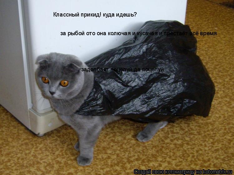 Классный прикид! куда идешь? за рыбой ото она колючая и кусачая и престаёт всё время задолбает поцел... Котоматрица: Классный прикид! куда идешь? за рыбой ото она колючая и кусачая и престаёт всё время задолбает поцелуй да поцелуй