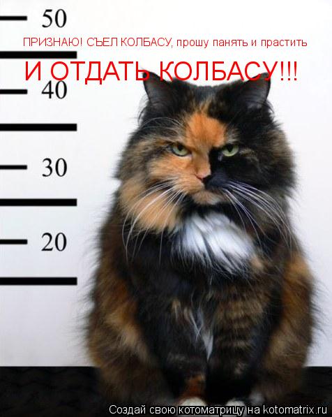 ПРИЗНАЮ! СЪЕЛ КОЛБАСУ, прошу панять и прастить И ОТДАТЬ КОЛБАСУ!!!... Котоматрица: ПРИЗНАЮ! СЪЕЛ КОЛБАСУ, прошу панять и прастить И ОТДАТЬ КОЛБАСУ!!!