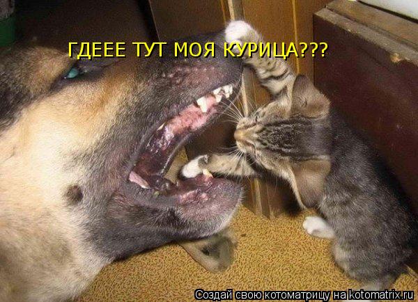 ГДЕЕЕ ТУТ МОЯ КУРИЦА???... Котоматрица: ГДЕЕЕ ТУТ МОЯ КУРИЦА???
