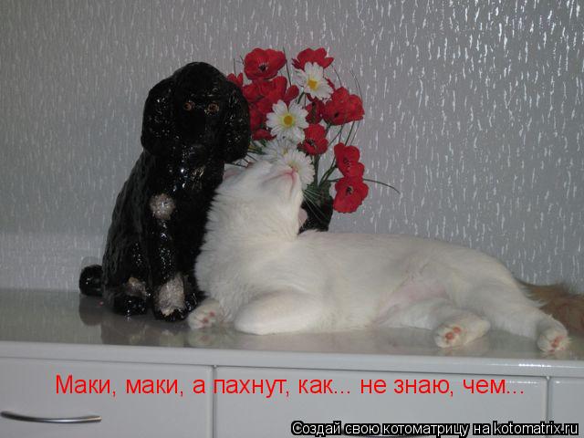 Маки, маки, а пахнут, как... не знаю, чем...... Котоматрица: Маки, маки, а пахнут, как... не знаю, чем...