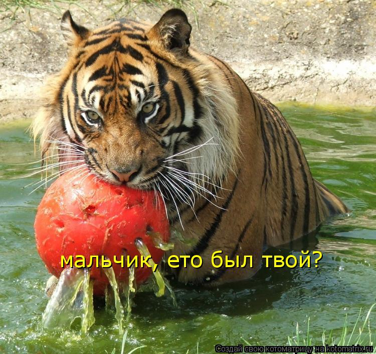мальчик, ето был твой?... Котоматрица: мальчик, ето был твой?
