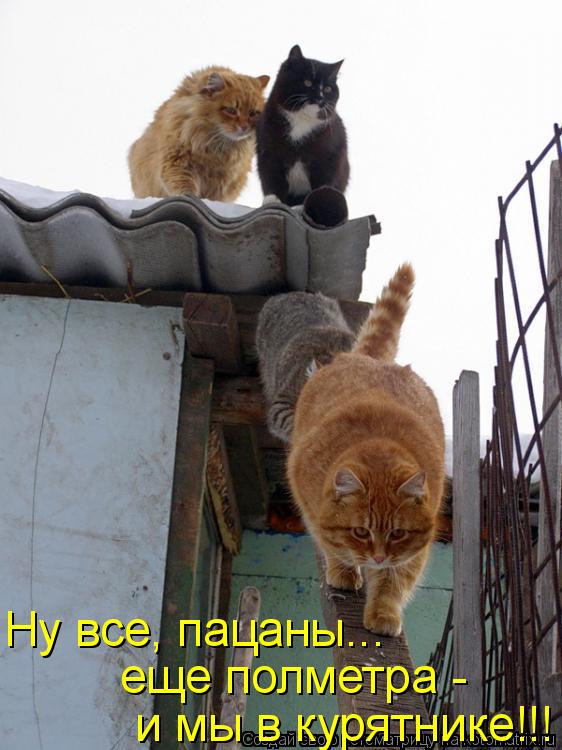 Ну все, пацаны... еще полметра - и мы в курятнике!!!... Котоматрица: Ну все, пацаны... еще полметра - и мы в курятнике!!!