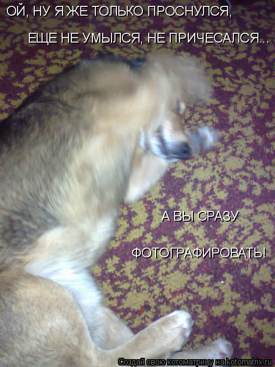 ОЙ, НУ Я ЖЕ ТОЛЬКО ПРОСНУЛСЯ, ЕЩЕ НЕ УМЫЛСЯ, НЕ ПРИЧЕСАЛСЯ... А ВЫ СРАЗУ ФОТОГРАФИРОВАТЬ!... Котоматрица: ОЙ, НУ Я ЖЕ ТОЛЬКО ПРОСНУЛСЯ, ЕЩЕ НЕ УМЫЛСЯ, НЕ ПРИЧЕСАЛСЯ... А ВЫ СРАЗУ ФОТОГРАФИРОВАТЬ!