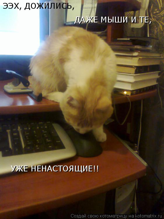 ЭЭХ, ДОЖИЛИСЬ, ДАЖЕ МЫШИ И ТЕ, УЖЕ НЕНАСТОЯЩИЕ!!... Котоматрица: ЭЭХ, ДОЖИЛИСЬ, ДАЖЕ МЫШИ И ТЕ, УЖЕ НЕНАСТОЯЩИЕ!!