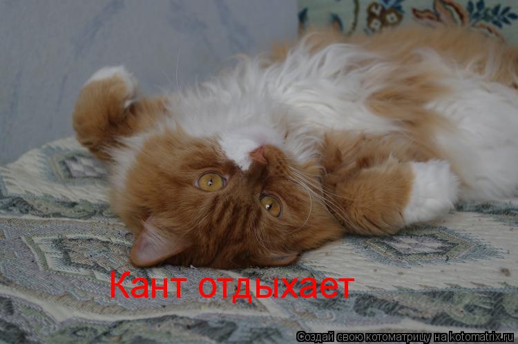 Кант отдыхает... Котоматрица: Кант отдыхает