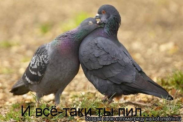 И всё-таки ты пил...... Котоматрица: И всё-таки ты пил...