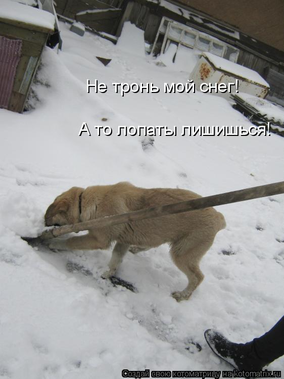 Не тронь мой снег! А то лопаты лишишься!... Котоматрица: Не тронь мой снег! А то лопаты лишишься!