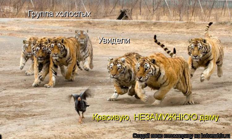 Группа холостых Увидели Красивую, НЕЗАМУЖНЮЮ даму.... Котоматрица: Группа холостых Увидели Красивую, НЕЗАМУЖНЮЮ даму.