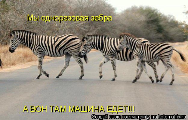 Мы одноразовая зебра А ВОН ТАМ МАШИНА ЕДЕТ!!!... Котоматрица: Мы одноразовая зебра А ВОН ТАМ МАШИНА ЕДЕТ!!!