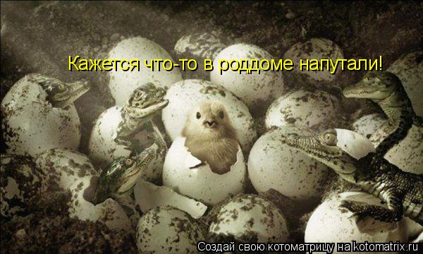 Кажется что-то в роддоме напутали!... Котоматрица: Кажется что-то в роддоме напутали!