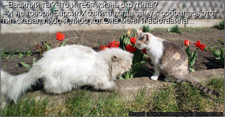 --Василий,ты?Что,и тебя жизнь скрутила? --И не говори,Барсик!Хозяйка когда замуж собралась,этот тип с... Котоматрица: --Василий,ты?Что,и тебя жизнь скрутила? --И не говори,Барсик!Хозяйка когда замуж собралась,этот тип сказал:либо я,либо кот.Она меня и выставил