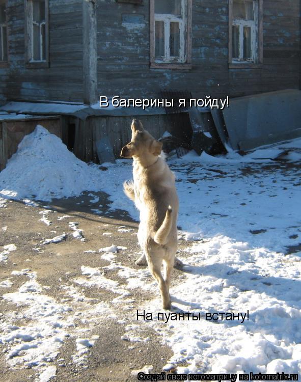 В балерины я пойду! На пуанты встану!... Котоматрица: В балерины я пойду! На пуанты встану!