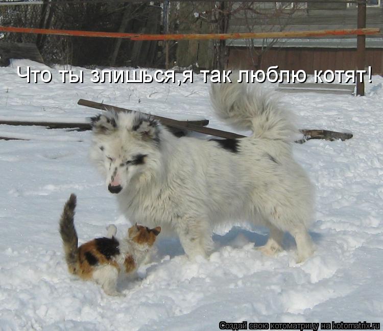 Что ты злишься,я так люблю котят!... Котоматрица: Что ты злишься,я так люблю котят!