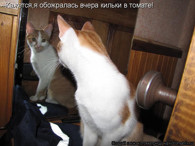 --Кажется,я обожралась вчера кильки в томате!... Котоматрица: --Кажется,я обожралась вчера кильки в томате!