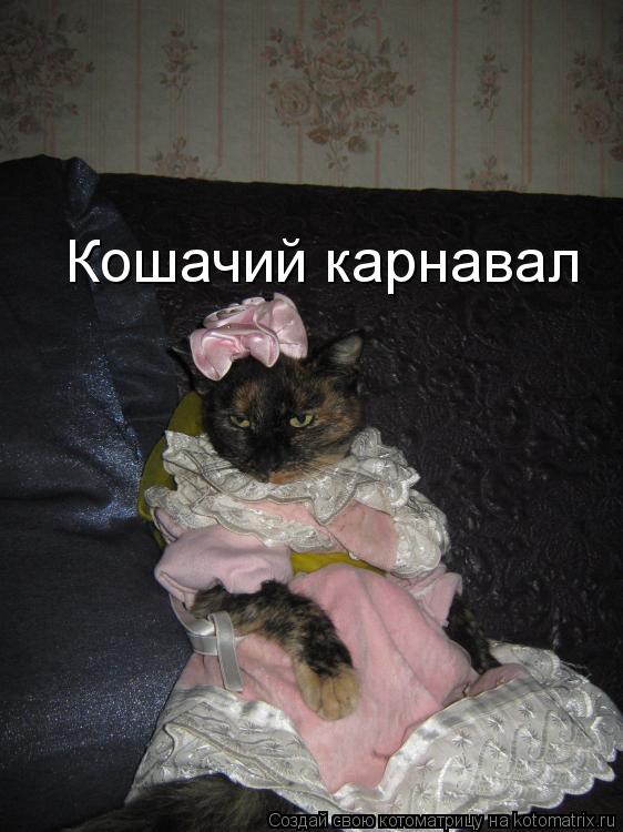 Кошачий карнавал... Котоматрица: Кошачий карнавал