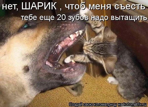 нет, ШАРИК , чтоб меня съесть тебе еще 20 зубов надо вытащить... Котоматрица: нет, ШАРИК , чтоб меня съесть тебе еще 20 зубов надо вытащить