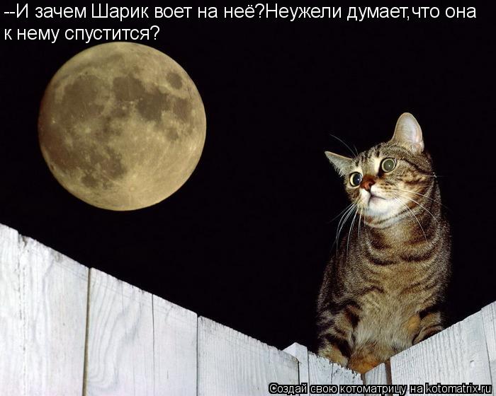 --И зачем Шарик воет на неё?Неужели думает,что она к нему спустится?... Котоматрица: --И зачем Шарик воет на неё?Неужели думает,что она к нему спустится?