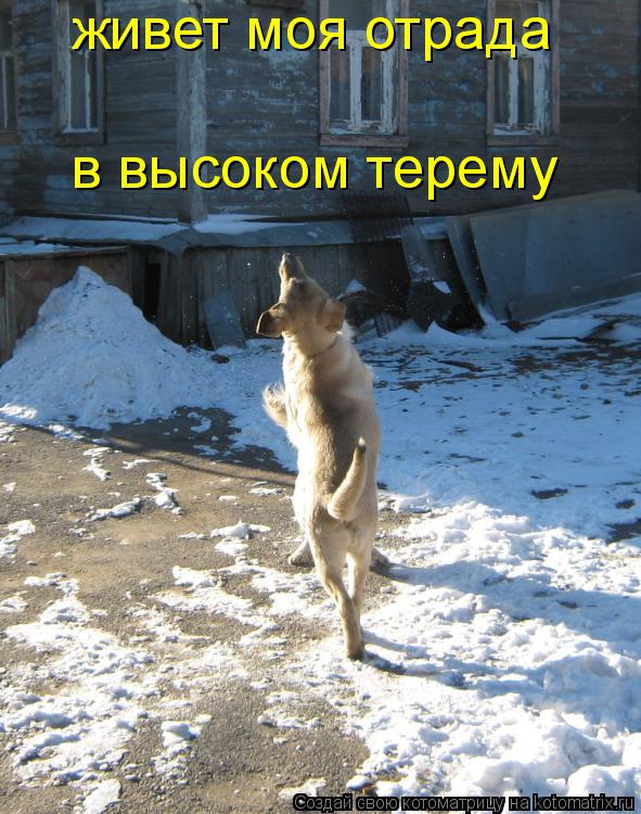 живет моя отрада в высоком терему... Котоматрица: живет моя отрада в высоком терему