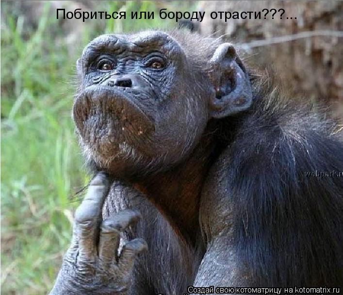 Побриться или бороду отрасти???...... Котоматрица: Побриться или бороду отрасти???...