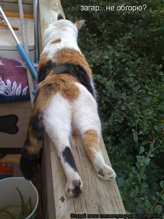 загар...не обгорю?... Котоматрица: загар...не обгорю?