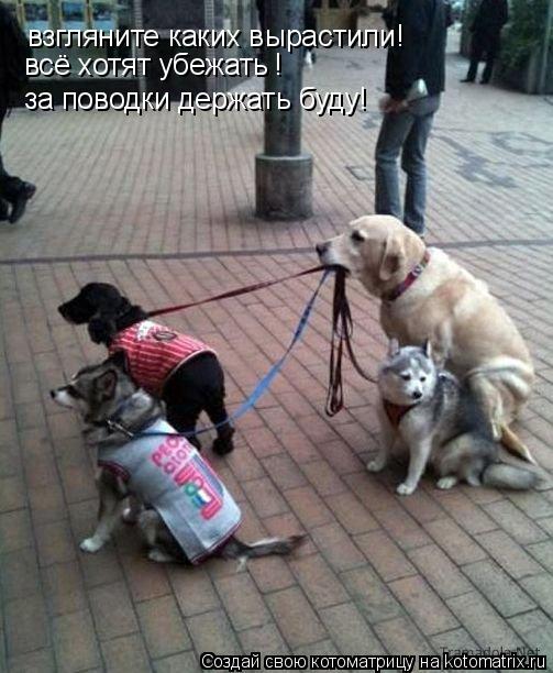 взгляните каких вырастили! всё хотят убежать ! за поводки держать буду!... Котоматрица: взгляните каких вырастили! всё хотят убежать ! за поводки держать буду!
