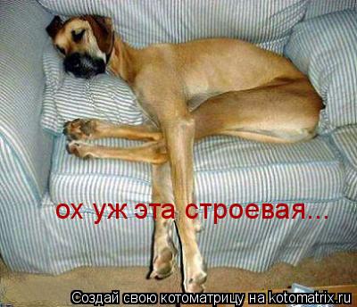 ох уж эта строевая...... Котоматрица: ох уж эта строевая...