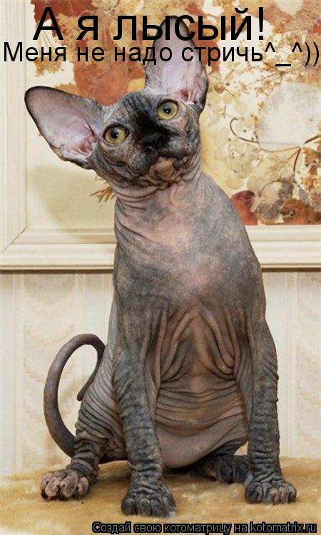А я лысый! Меня не надо стричь^_^))... Котоматрица: А я лысый! Меня не надо стричь^_^))