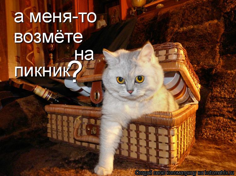 а меня-то возмёте на пикник ?... Котоматрица: а меня-то возмёте на пикник ?