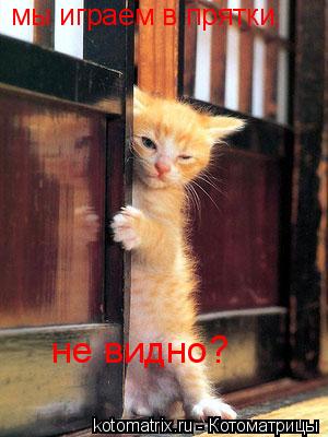 мы играем в прятки. не видно?... Котоматрица: мы играем в прятки. не видно?