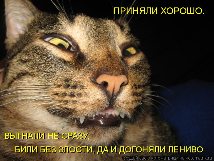 ПРИНЯЛИ ХОРОШО. ВЫГНАЛИ НЕ СРАЗУ, БИЛИ БЕЗ ЗЛОСТИ, ДА И ДОГОНЯЛИ ЛЕНИВО... Котоматрица: ПРИНЯЛИ ХОРОШО. ВЫГНАЛИ НЕ СРАЗУ, БИЛИ БЕЗ ЗЛОСТИ, ДА И ДОГОНЯЛИ ЛЕНИВО